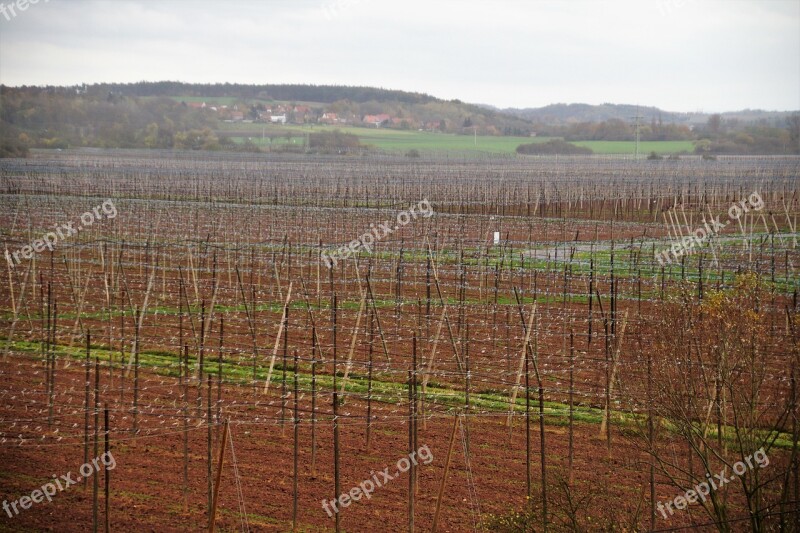 Chmelnice Harvested Polnohospodářství Hops Cultivation