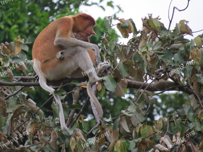 Family Baby Mother Young Proboscis Monkey