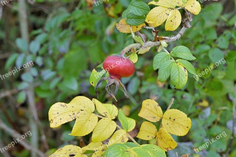 Rose Hip Ross Apple Close Up Red Bush