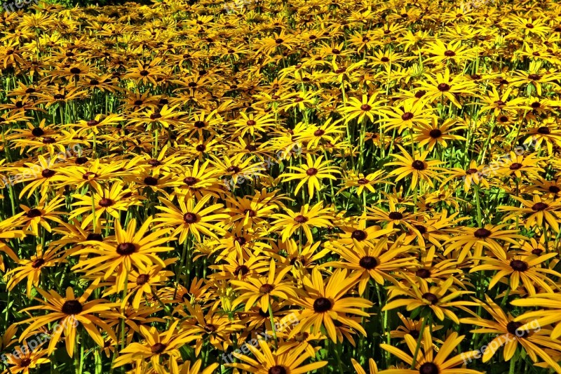 Cone Flower Yellow Cone Flower Flower Plant Sea Of Flowers