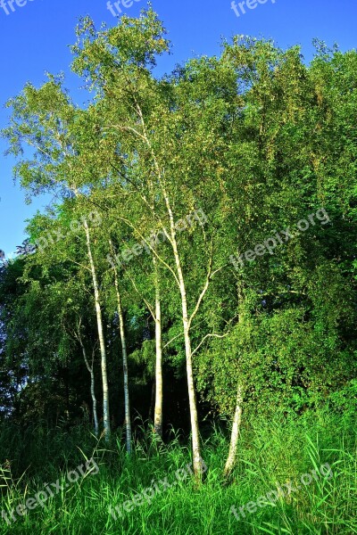 Birch Tree Birch Tree Grove Trunk