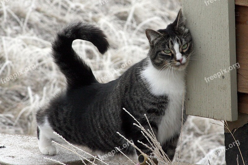 American Shorthair Cat Domestic Cat Cat Short Hair Black