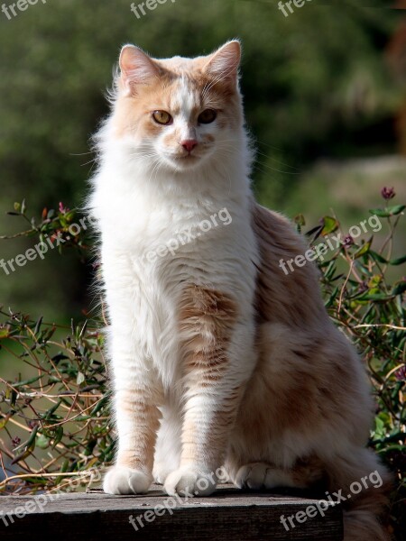 Domestic Longhair Cat Domestic Cat Cat Long Hair Tawny