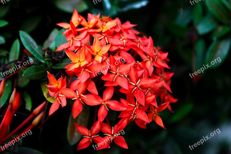 Ixora Flower Garden Nature Flowers