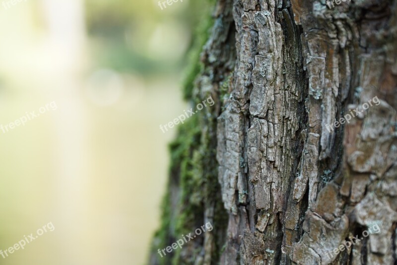 Tree Tribe Log Wood Forest