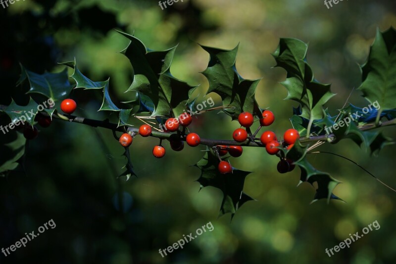 Berry Red Berries Green Nature Plant