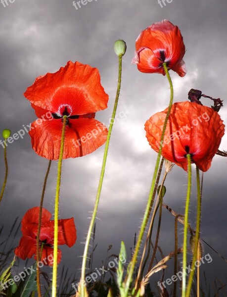 Poppy Flowers Red Poppy Red Garden