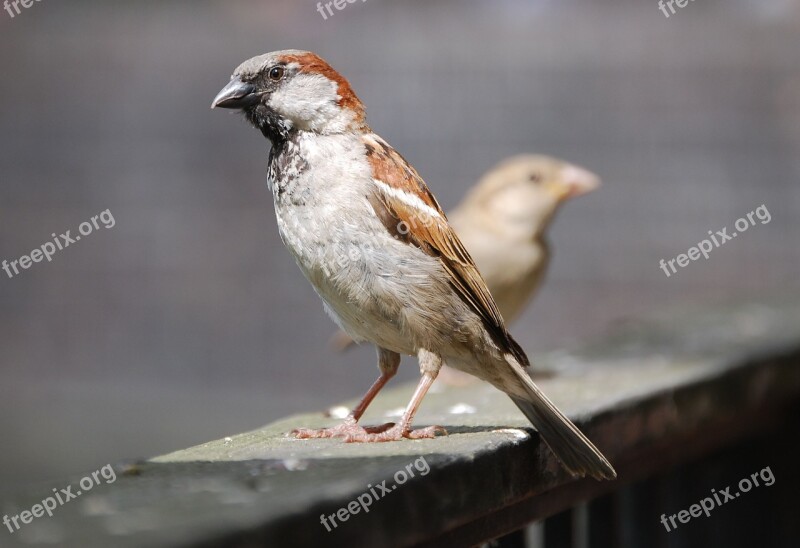 Sparrow Sperling Bird Cheeky Bitch