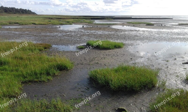 Watts Grasses Grass Nature Beach