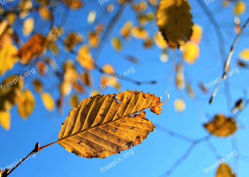 Twigs Autumn Closeup Sunny Foliage