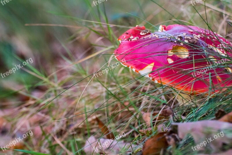 Fly Agaric Forest Mushroom Nature Forest Mushroom