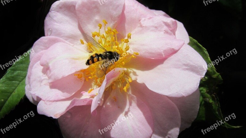 Hover Fly On Pink Rose Flower Free Photos