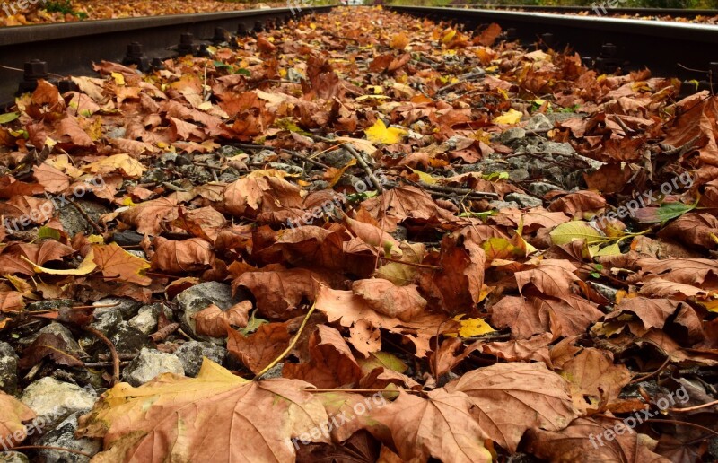 Autumn Leaves Fall Foliage Golden Autumn Nature