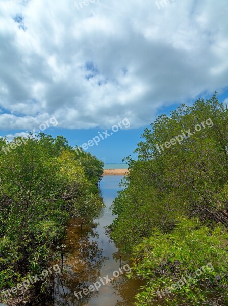 Mangroves Creek Beach Tropics Esplanade