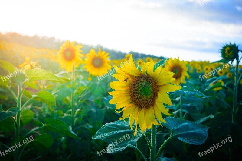 Sunflowers Dalat Milk Lam Dong Free Photos