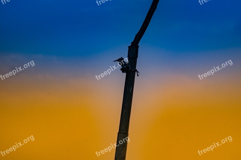 Bird Lonely Alone Tree Branch Color