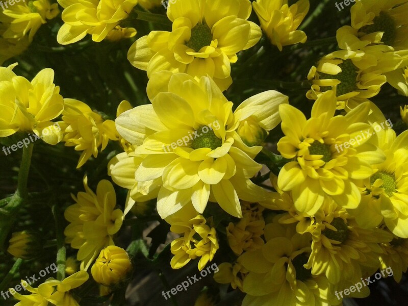 Chrysanthemum Flower Yellow Flower Chrysanthemum Colorful Yellow