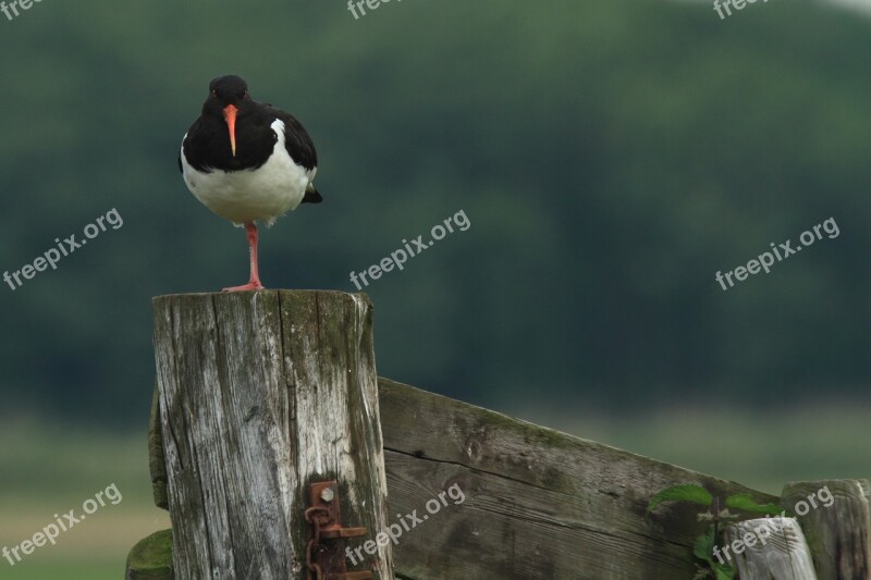 Oystercatcher Stilt-walker Meadow Bird Nature Free Photos