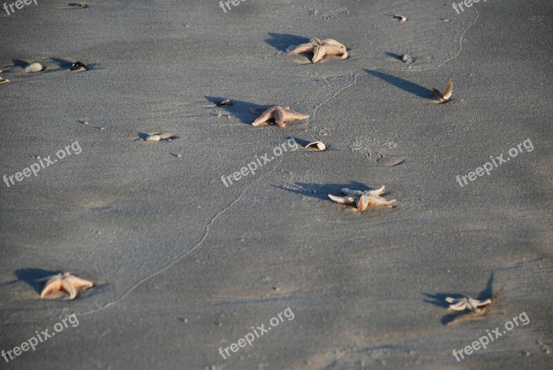 Starfish Sea Vacations Shadow Flotsam