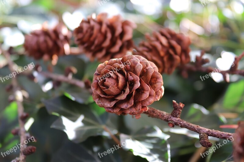 Pine Cones Branch Autumn Tree Tap