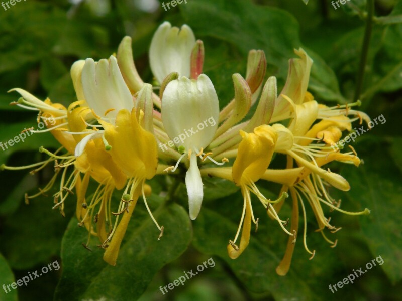 Honeysuckle Flower Yellow Natural Garden