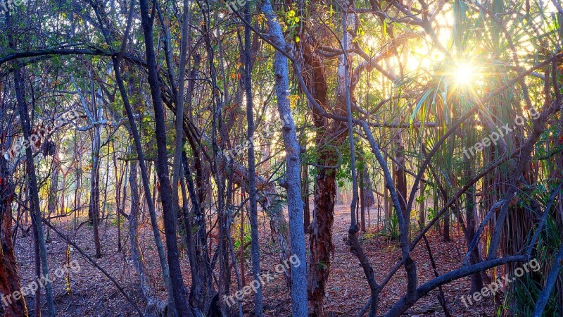 Bush Outback Tropical Forest Woodland Sunrise Backdrop