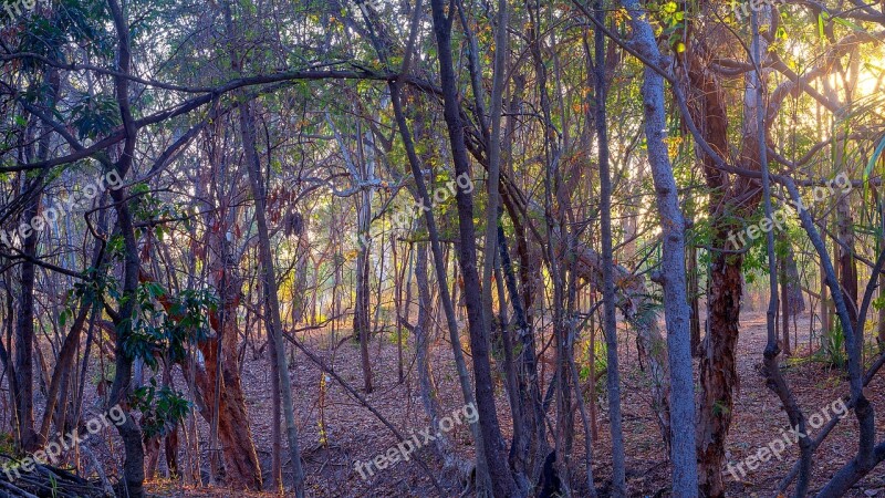 Forest Bushland Sunrise Townsville Woodland