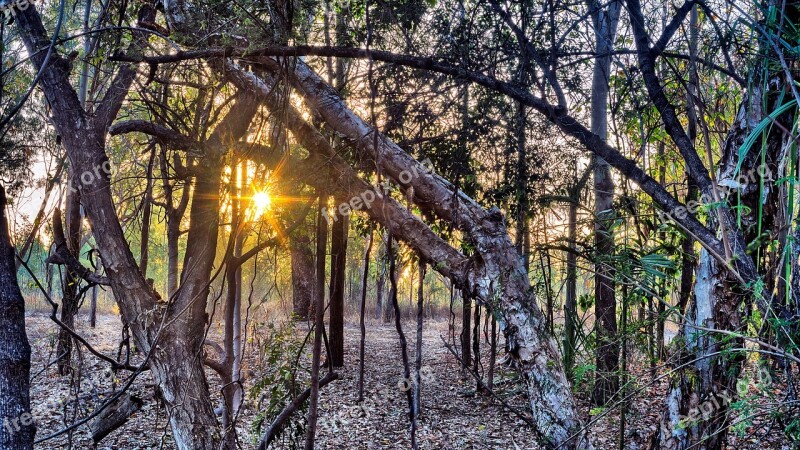 Tropical Forest Mt Louisa Creek Townsville Woodland Sunrise Screen Background