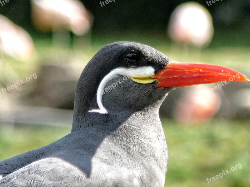 Stern Bird Fly Feathers Nature