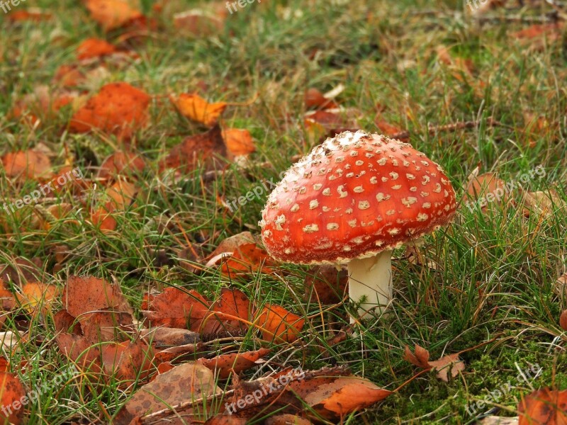 Mushroom Autumn Red Fly Agaric Agaric Nature