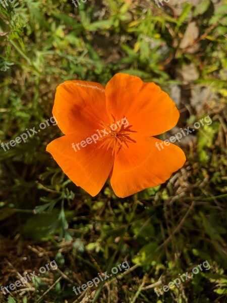 Orange Flower Vibrant Orange Blossom Flower Isolated