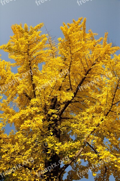 Leaves Ginkgo Nature Yellow Sunshine