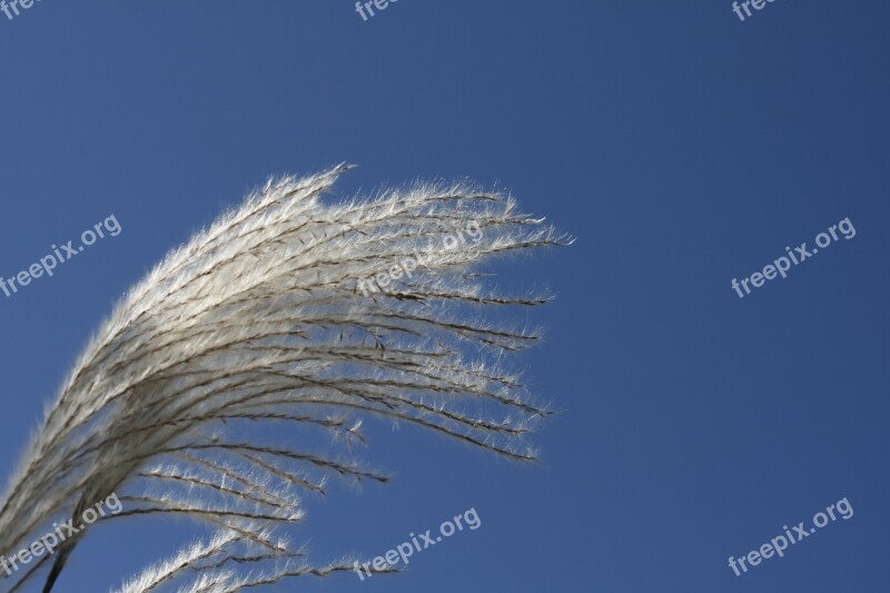 Silver Pool Silver Grass Go To The Memory Bird Sky Autumn