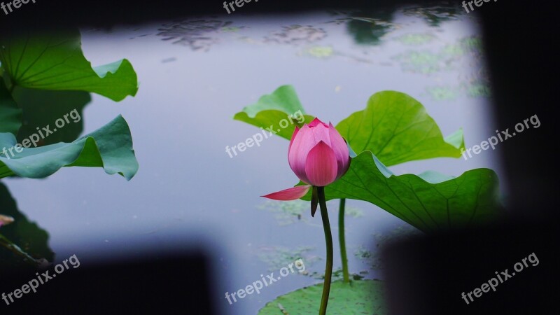 Lotus Plant The Water Summer Free Photos