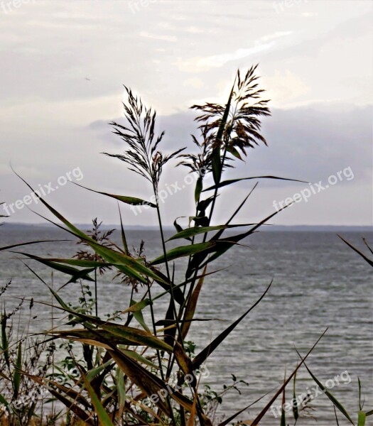 Baltic Sea Autumn Mood Grey Sea Gray Clouds Grasses