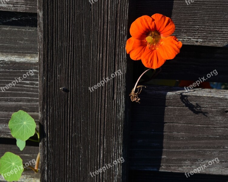 Climber Plant Vetch Blossom Bloom Orange