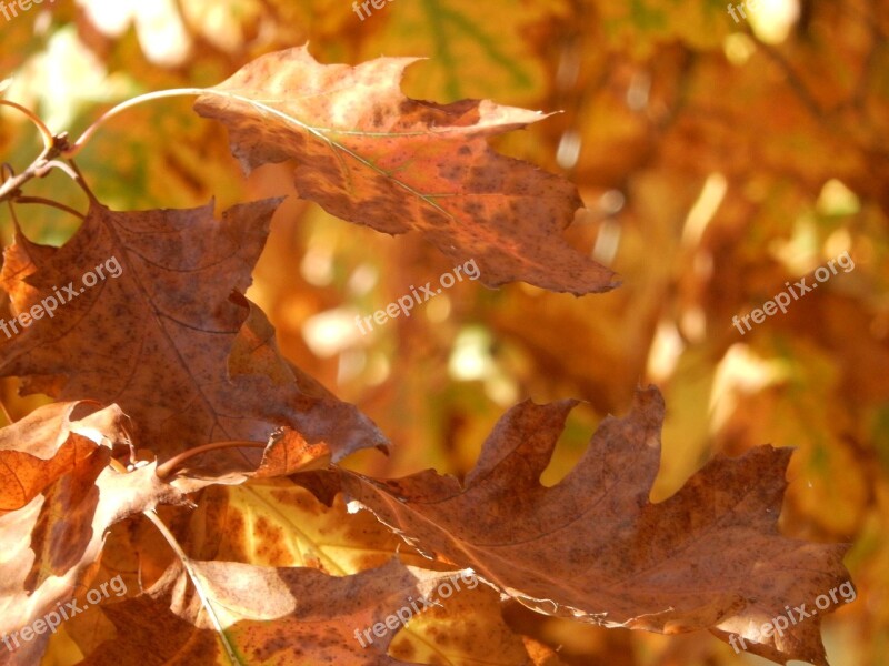 Halloween Autumn Leaves October Decoration