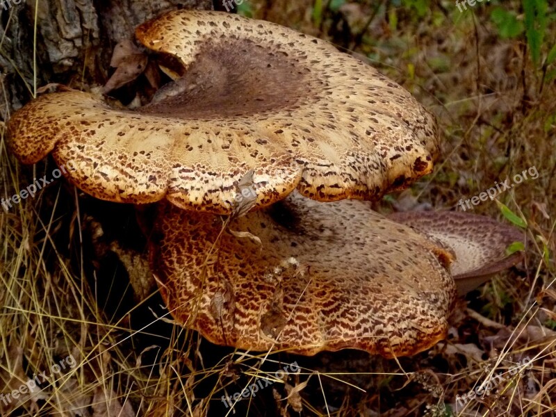 Bracket Fungus Mushroom Polyporus Squamosus