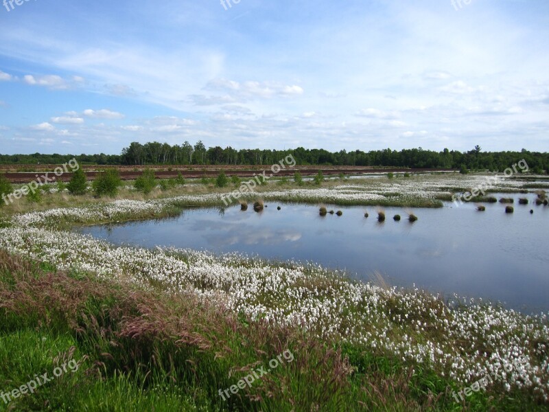 Moorland Renaturation Cottongrass Landscape Moor