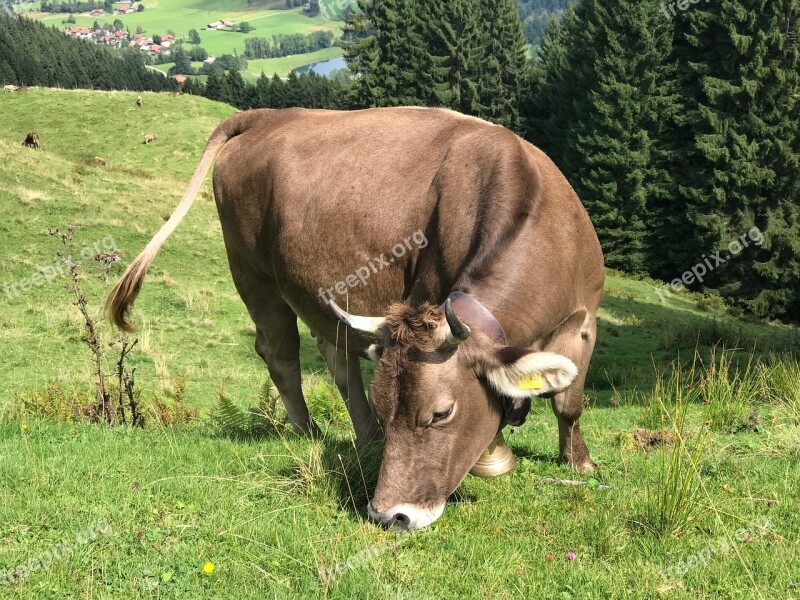 Cow Allgäu Allgäu Brown Pasture Cows