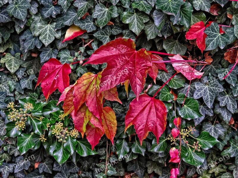 Fall Autumn October Ivy Hedera Helix