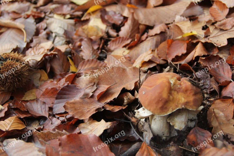 Undergrowth Mushrooms Cep Free Photos