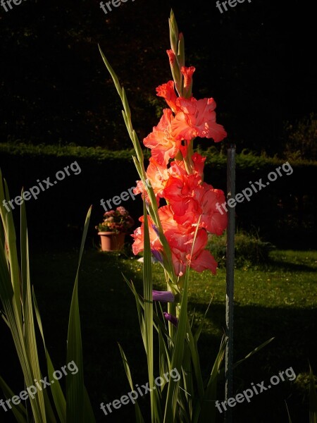 Gladiolus Morning Flowers Free Photos