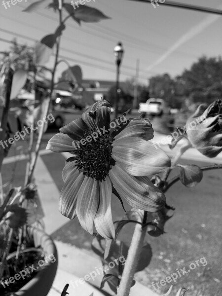 B W Flower Takoma Free Photos