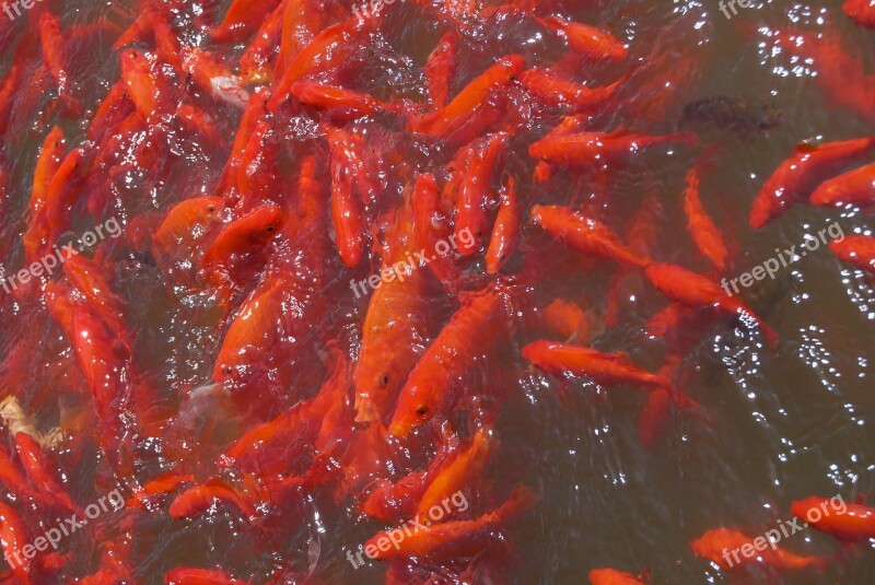 Fish Goldfish Nature Wildlife Tropical