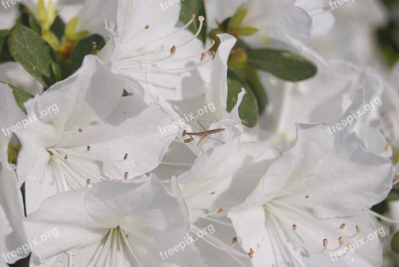 Praying Mantis Bug Azalea Flower Free Photos