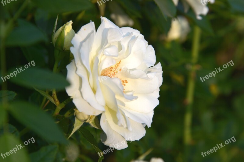 Inner Wheel Rose Inner Wheel White Rose Rose Blossom