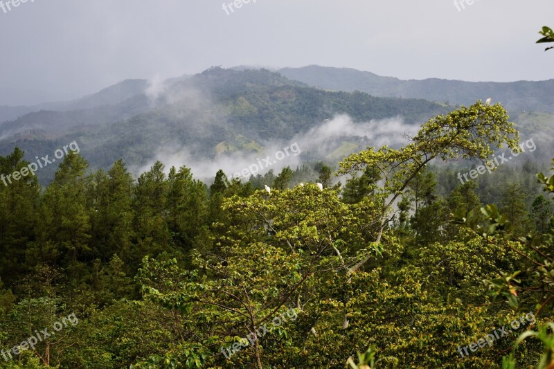 Mountain Fog Landscape Nature Trees