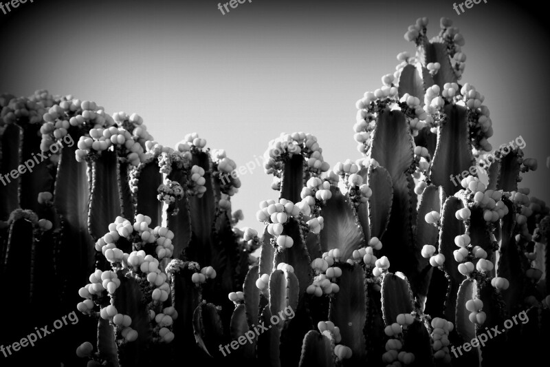 Black And White Cactus Prickly Pear Tenerife Plant