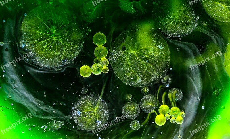 Oil Water Blow Green Free Photos